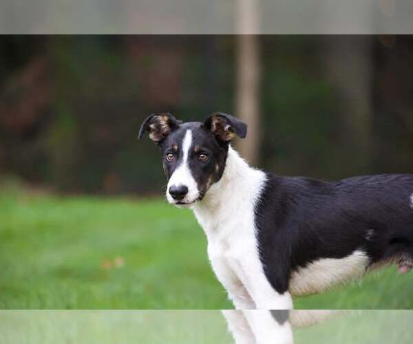 Medium Photo #4 Border Collie Puppy For Sale in Highland, IL, USA