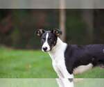 Small Photo #4 Border Collie Puppy For Sale in Highland, IL, USA