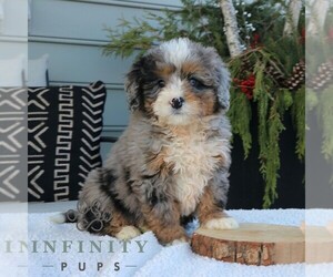 Medium Bernedoodle (Miniature)