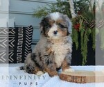 Small Bernedoodle (Miniature)