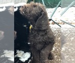 Small Photo #8 Labradoodle Puppy For Sale in SAGINAW, MN, USA