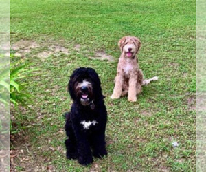 Aussiedoodle-Australian Labradoodle Mix Puppy for sale in PEARL RIVER, LA, USA