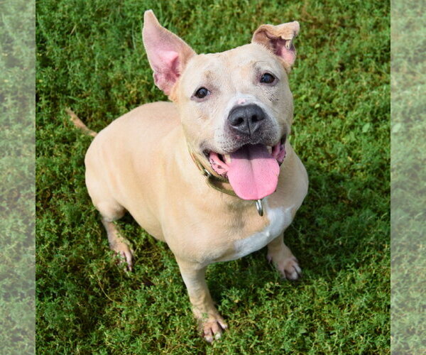 Medium Photo #7 American Bulldog-American Staffordshire Terrier Mix Puppy For Sale in Huntley, IL, USA