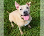 Small #6 American Bulldog-American Staffordshire Terrier Mix