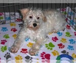 Small #10 Schnoodle (Miniature)