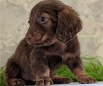 Small #4 Dachshund