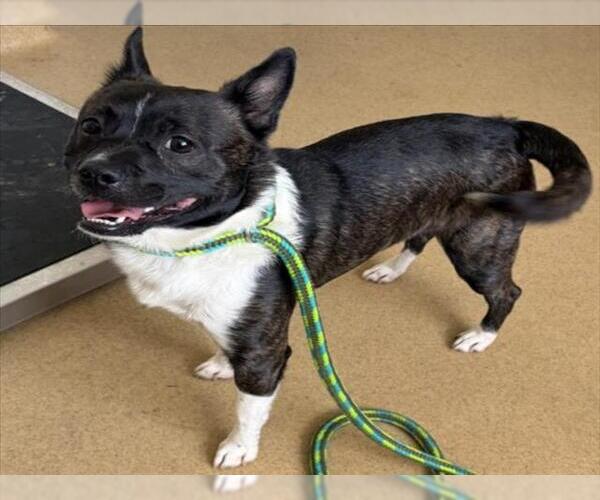 Medium Photo #1 Pomston Puppy For Sale in Derwood, MD, USA