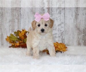 Maltipoo Puppy for sale in ADDISON, TX, USA