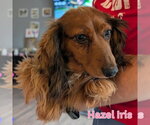 Small #3 Dachshund