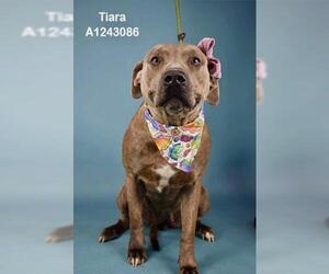 Mutt Dogs for adoption in Bakersfield, CA, USA