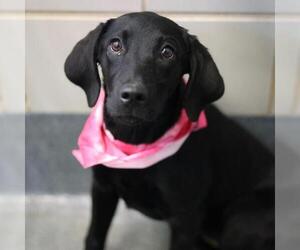 Labrador Retriever-Unknown Mix Dogs for adoption in San Antonio, TX, USA