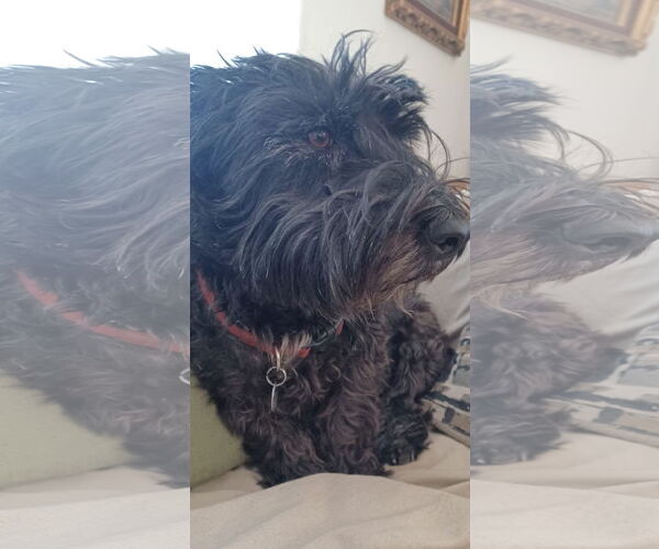 Medium Photo #2 Mutt Puppy For Sale in Chandler, AZ, USA