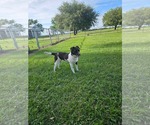 Small #5 Border Terrier-Rat Terrier Mix
