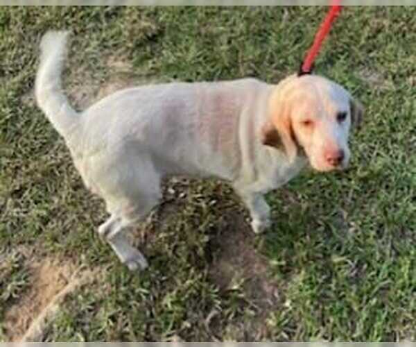 Medium Photo #9 Beagle Puppy For Sale in Dunnellon, FL, USA
