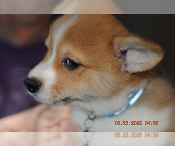 Medium Photo #9 Pembroke Welsh Corgi Puppy For Sale in FALLS CITY, OR, USA