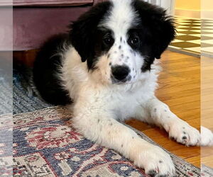 Great Pyrenees-Unknown Mix Dogs for adoption in Croydon, NH, USA