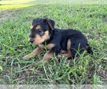 Small Photo #15 Airedale Terrier Puppy For Sale in MOUNT JULIET, TN, USA
