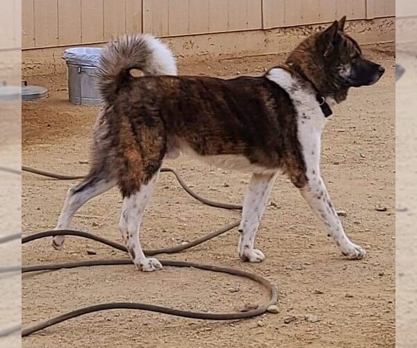 Medium Photo #5 Akita Puppy For Sale in Santa Clarita, CA, USA