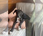 Small #2 Great Dane Mix