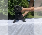 Puppy Black Male 1 Cane Corso