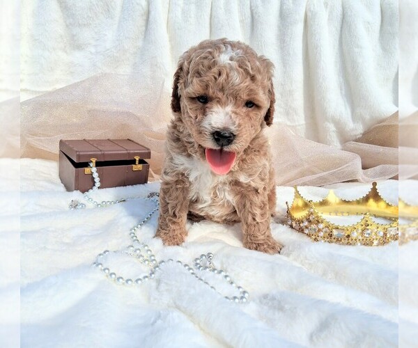 Medium Photo #8 Goldendoodle (Miniature) Puppy For Sale in GASTONIA, NC, USA