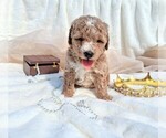 Small #7 Goldendoodle (Miniature)