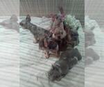 Small Photo #20 French Bulldog Puppy For Sale in GULLIVER, MI, USA