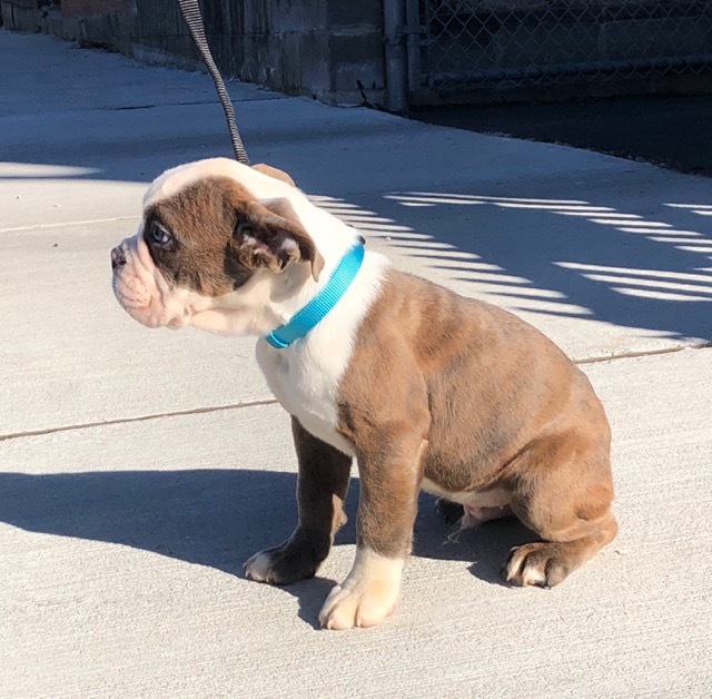 Medium Photo #4 Bulldog Puppy For Sale in CHELSEA, MA, USA