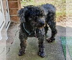 Small #1 Poodle (Toy)