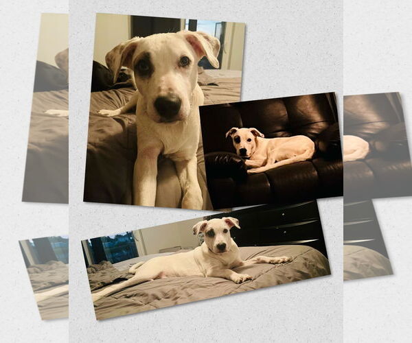 Medium Photo #7 Mutt Puppy For Sale in Naples, FL, USA