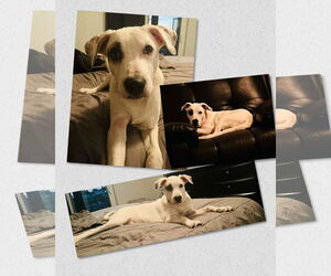 Flop - Male Mutt Dog for Adoption - Photo #7