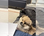 Puppy 2 Pomeranian