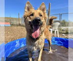Small #2 German Shepherd Dog Mix