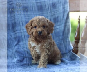 Cavapoo Puppy for Sale in DRY RUN, Pennsylvania USA