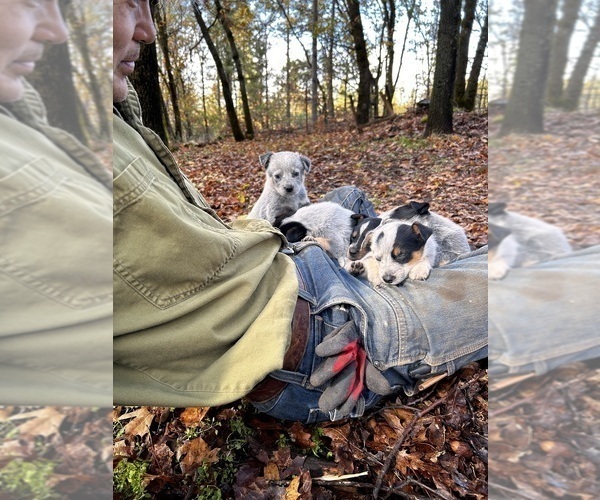 Medium Photo #6 Australian Cattle Dog Puppy For Sale in OREGON HOUSE, CA, USA