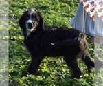 Small Photo #1 Aussiedoodle Puppy For Sale in NEW MADISON, OH, USA