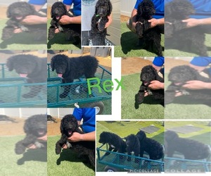 Bernedoodle Puppy for sale in MENIFEE, CA, USA