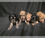 Image preview for Ad Listing. Nickname: Litter of 2