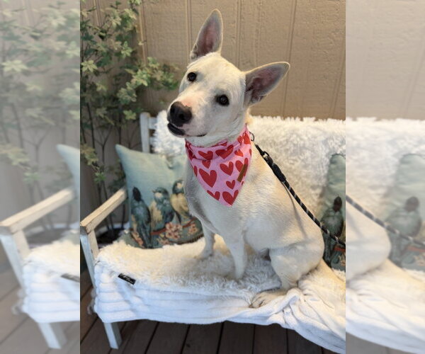 Medium Photo #6 Mutt Puppy For Sale in Oak Bluffs, MA, USA