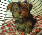 Small Photo #1 Yorkshire Terrier Puppy For Sale in PATERSON, NJ, USA