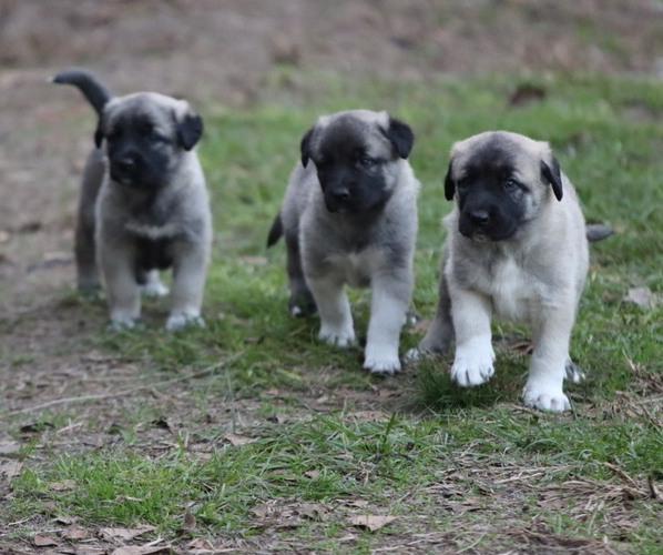 View Ad Anatolian Shepherd Litter of Puppies for Sale near HAZLEHURST, USA. ADN518039