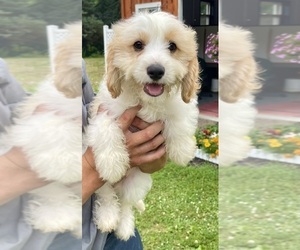 Cavachon Puppy for sale in MOUNT PLEASANT, MI, USA