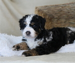 Puppy Harper Bernedoodle