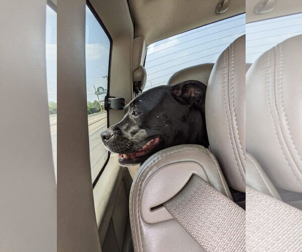 Medium Photo #22 American Pit Bull Terrier-Unknown Mix Puppy For Sale in Germantown, OH, USA