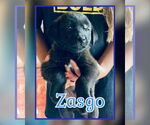 Small #1 Labrador Retriever Mix