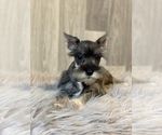 Small Photo #6 Schnauzer (Miniature) Puppy For Sale in CANOGA, NY, USA