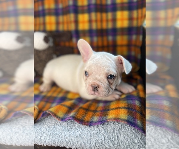 Medium Photo #50 Faux Frenchbo Bulldog Puppy For Sale in HOODSPORT, WA, USA