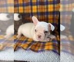 Small Photo #50 Faux Frenchbo Bulldog Puppy For Sale in HOODSPORT, WA, USA