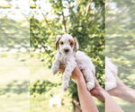 Small Photo #44 Goldendoodle (Miniature) Puppy For Sale in FREDERICA, DE, USA