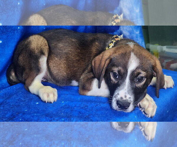 Medium Photo #3 Labrador Retriever-Unknown Mix Puppy For Sale in Wetumpka, AL, USA